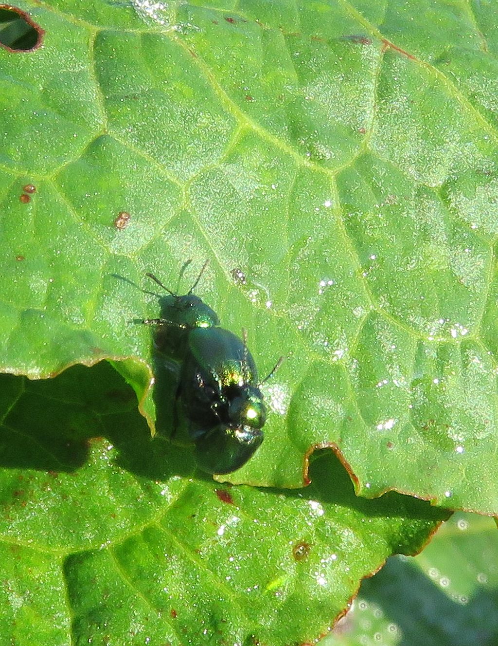  Green Dock Beetle 
